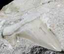 Otodus Shark Tooth Fossil In Rock - Eocene #56437-2